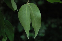 Cynometra travancorica